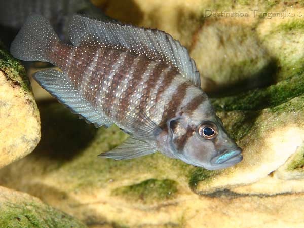 Altolamprologus compressiceps 'Kabwe'